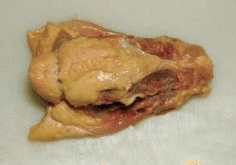 Human Grade Chicken Backs 40lb box