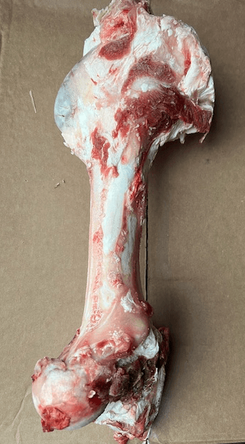 Beef Femur Bone aka "The Birthday Bone" 15-17"